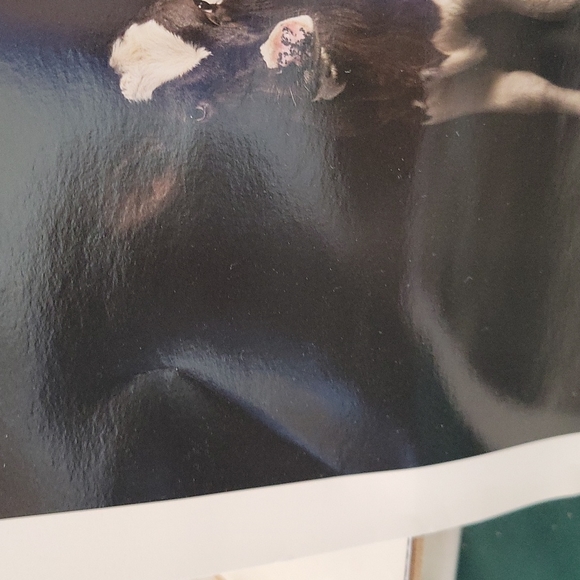 Purina Promotional  2 Photograph COW CALF Prints 12" x 12" - Picture 6 of 6